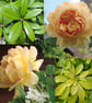Four Yellow Rose and Skin Print Square Coasters - Image 5