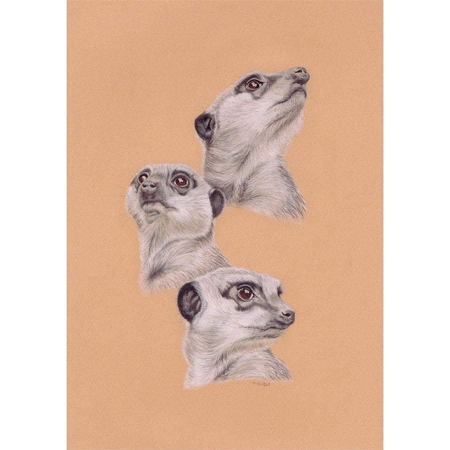 Meerkats Fine Art Print
