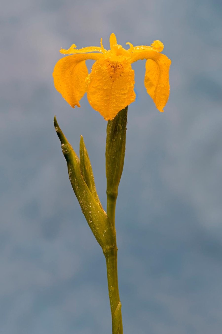 Flag iris in the rain print