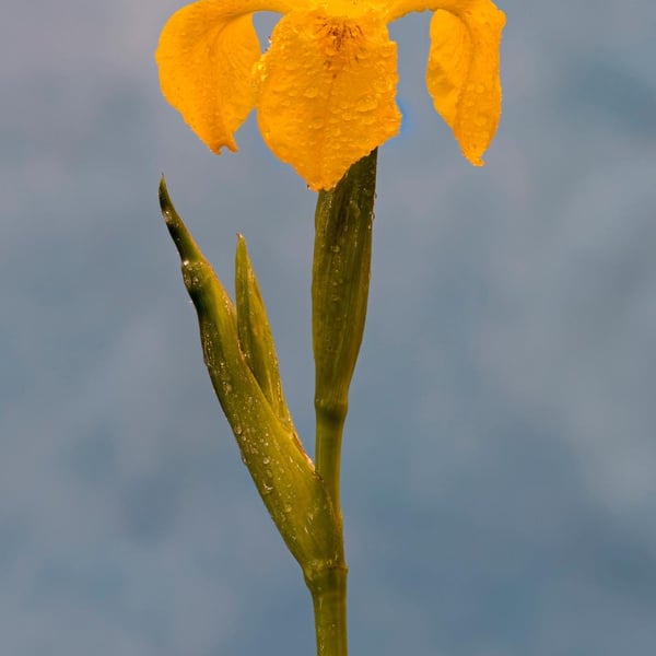 Flag iris in the rain print