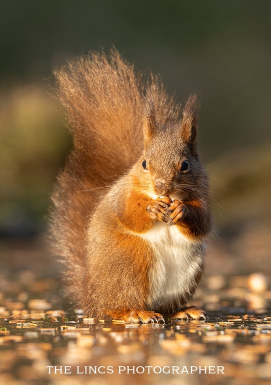 Red Squirrel print (Limited edition of 10)