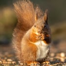 Red Squirrel print (Limited edition of 10)