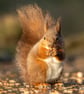 Red Squirrel print (Limited edition of 10)
