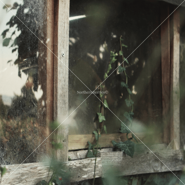 The Garden Shed 