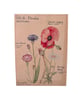 Water colour botanical mini prints  - Image 2