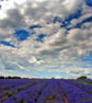 Lavender Field Summer Flowers Cotswolds England Photograph Print - Image 1