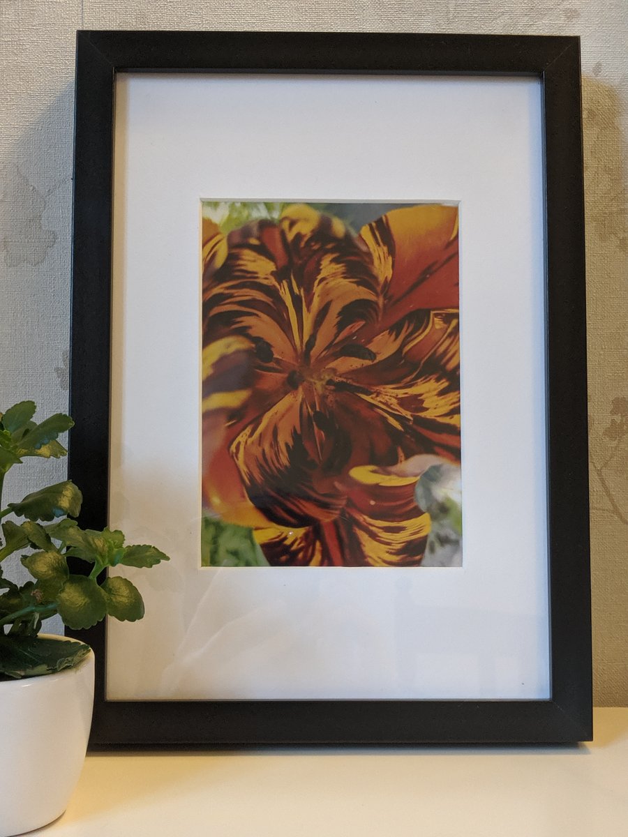 Sissinghurst tulip framed photo close-up