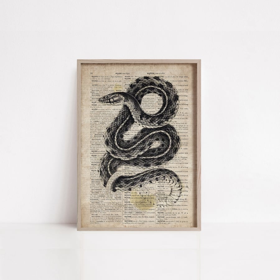 A Royal Python snake from Dictionnaire Universel D'histoire Naturelle
