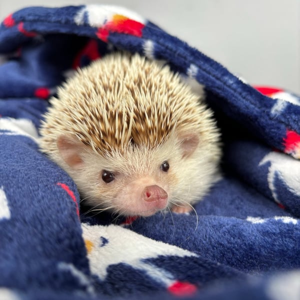 Christmas cuddle fleece handling blankets for small pets. 