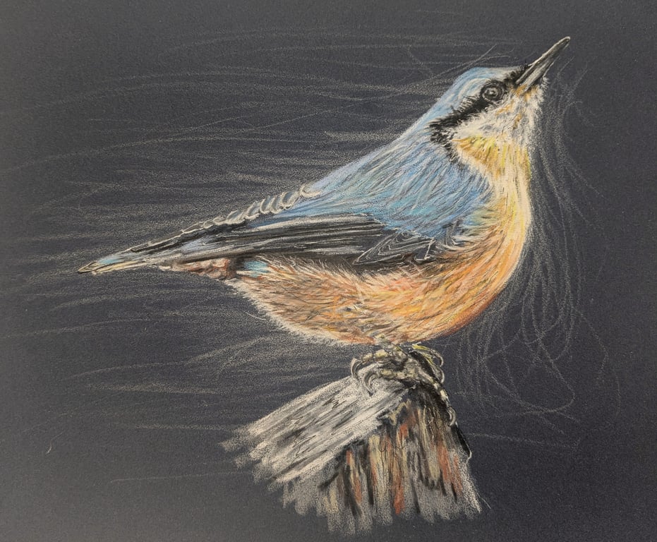 Nuthatch, a print of an original drawing