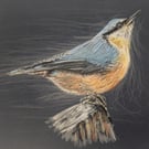 Nuthatch, a print of an original drawing