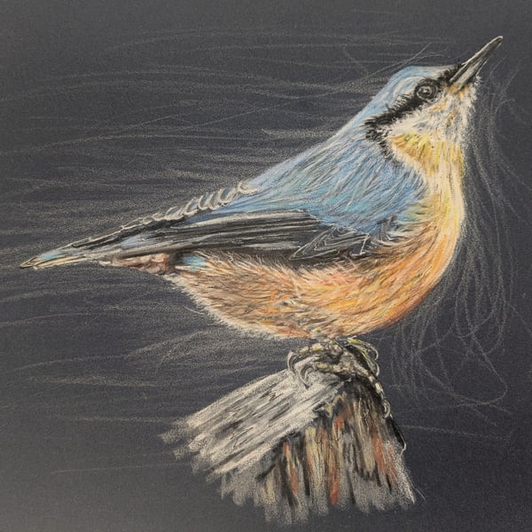 Nuthatch, a print of an original drawing