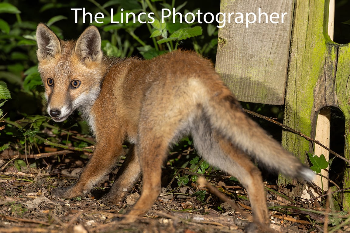 Fox cub print (Limited edition of 10)