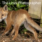 Fox cub print (Limited edition of 10)