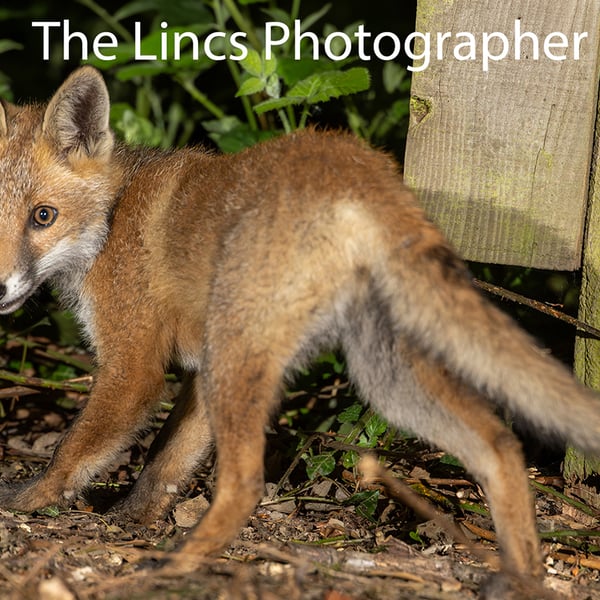 Fox cub print (Limited edition of 10)