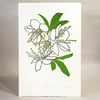 Blackthorn Blossom - Original Limited Edition LinoCut Print