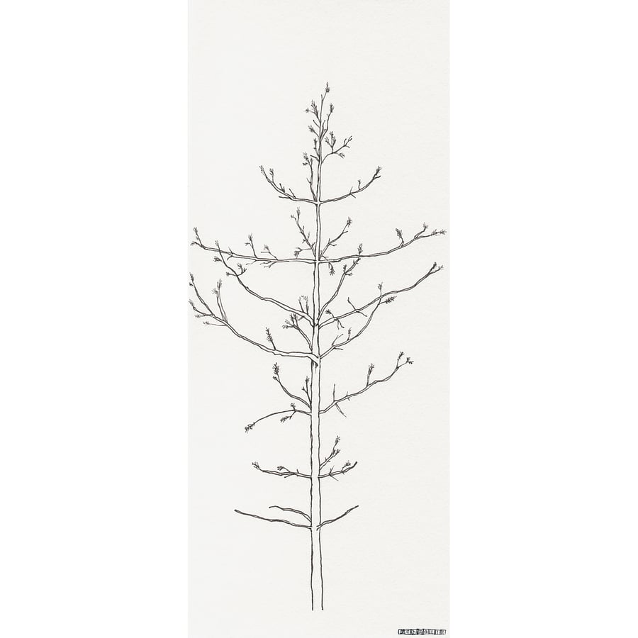 Scandinavian Pine Tree no.2 - limited edition print from pen drawing