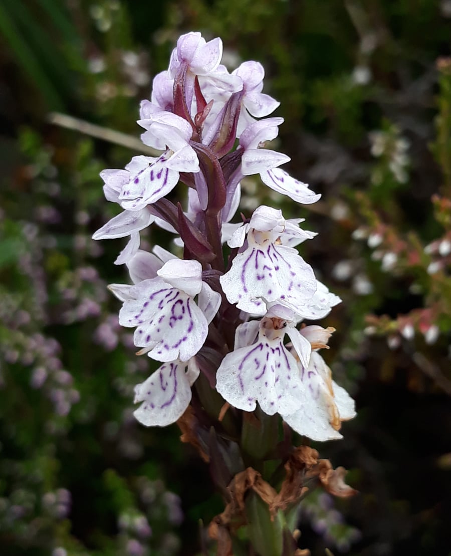 Heath Spotted orchid greeting cards with envelopes - made in Hampshire