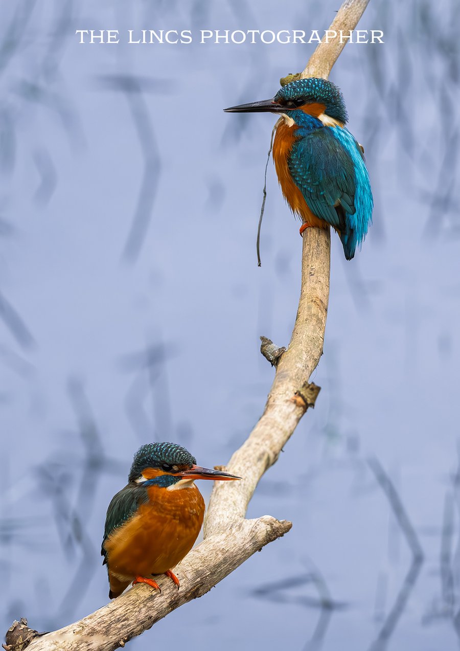 A pair ofKingfishers print (Limited edition of 10)