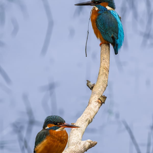 A pair ofKingfishers print (Limited edition of 10)