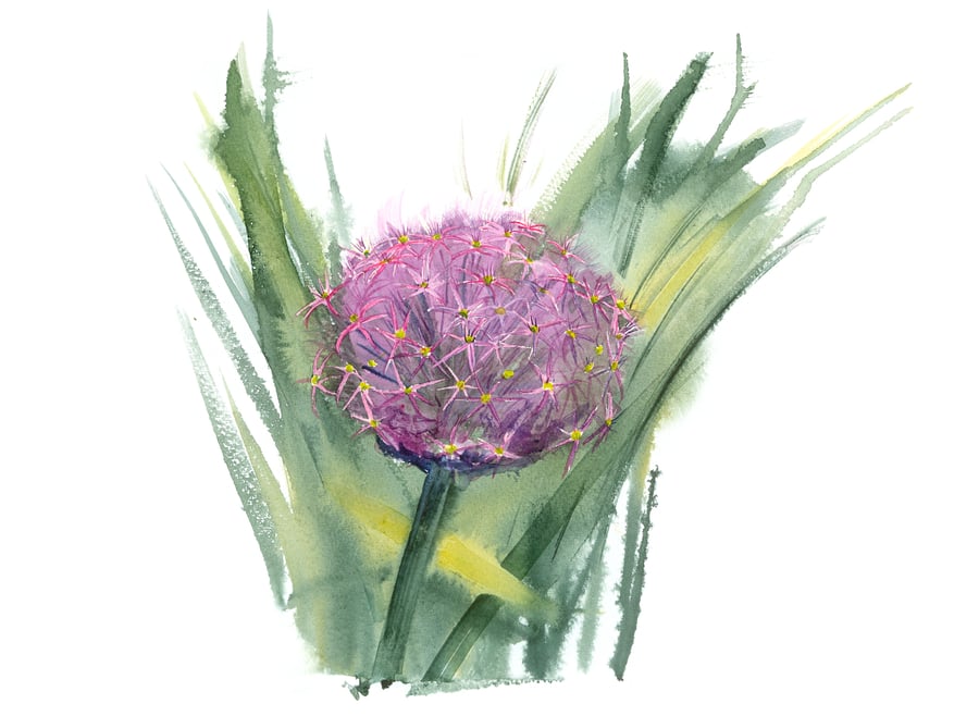 Allium, giclée print, A3