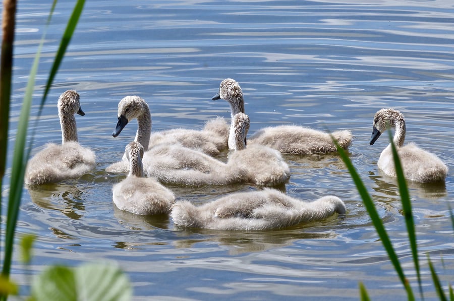 Cygnets