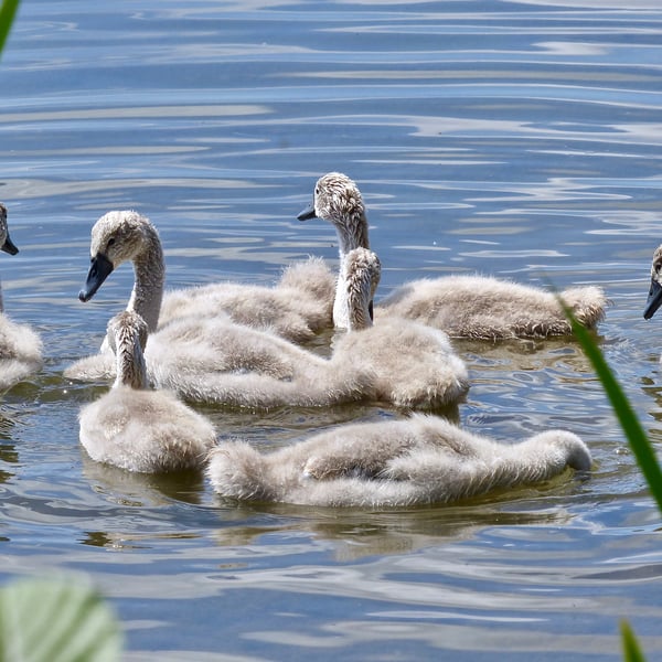 Cygnets