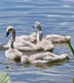 Cygnets - Image 1