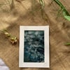 Wet Cyanotype Leaves