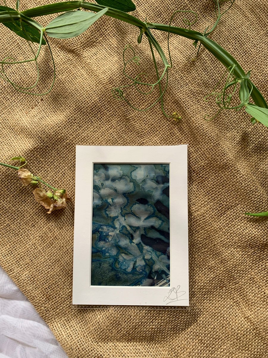 Wet Cyanotype Leaves