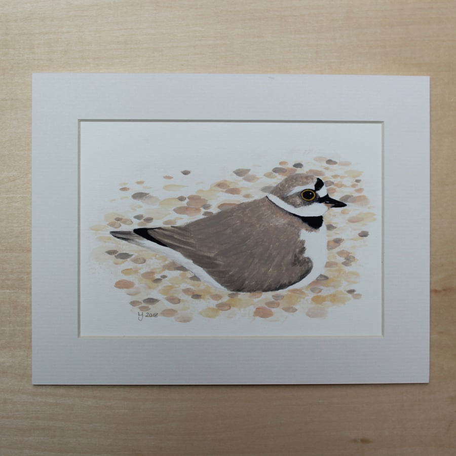 Little ringed plover 