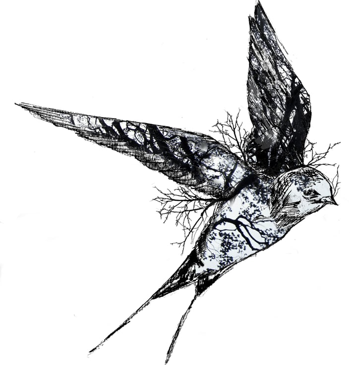 The Swallow - Limited Edition Print