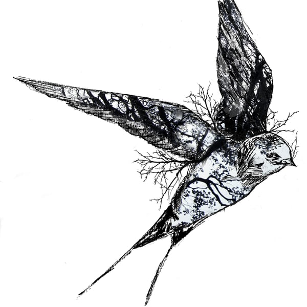 The Swallow - Limited Edition Print