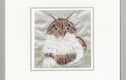 Cat Cards