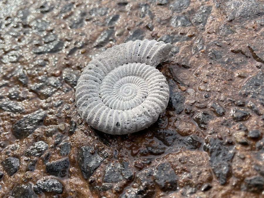   Ammonite Hand-CastFossil  detailed reconstituted stone ammonites design 2 -10