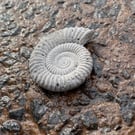 2-10  Ammonite Hand-CastFossil  detailed reconstituted stone ammonites design 