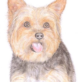 Dennis the Yorkie - Birthday Card