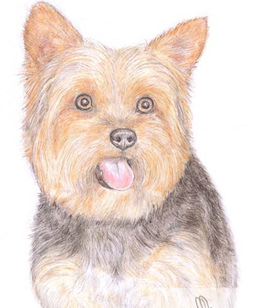 Dennis the Yorkie - Birthday Card