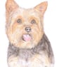 Dennis the Yorkie - Birthday Card - Image 1