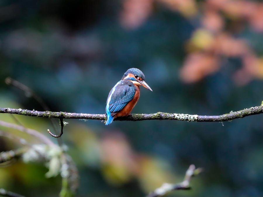 Kingfisher - Photography Print (unframed, unmounted)