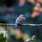Kingfisher - Photography Print (unframed, unmounted)