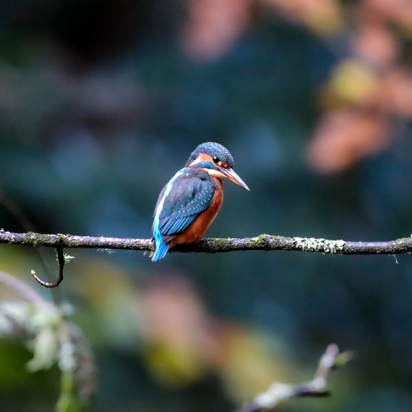 Kingfisher - Photography Print (unframed, unmounted)