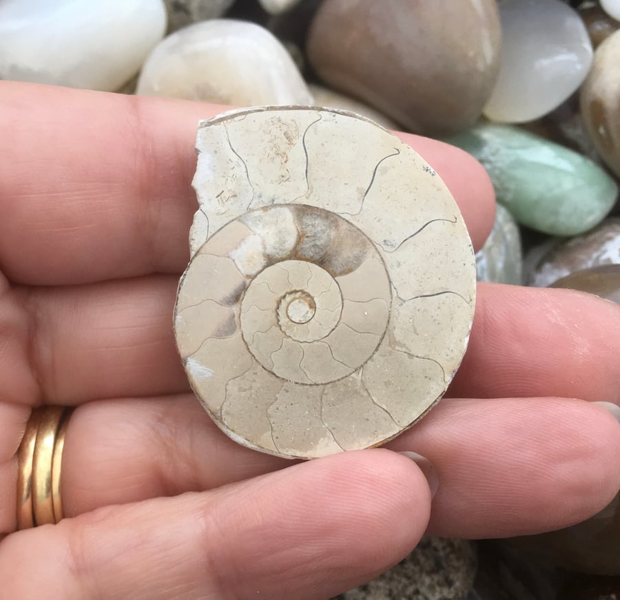 Blond! Lovely Half Polished Ammonite Cabochon for crafting or Design Project.