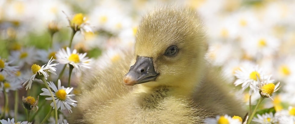 Daisy and The Goose