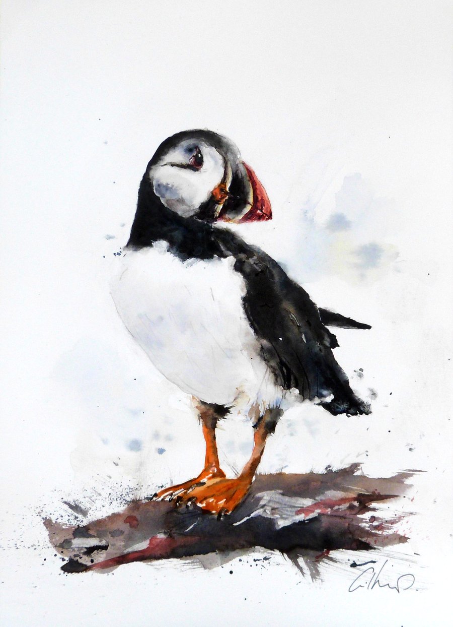 A Puffin, Professional Giclée Print.