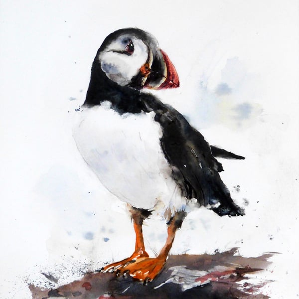 A Puffin, Professional Giclée Print.