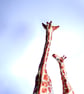 Handmade Paper Giraffe - Image 5
