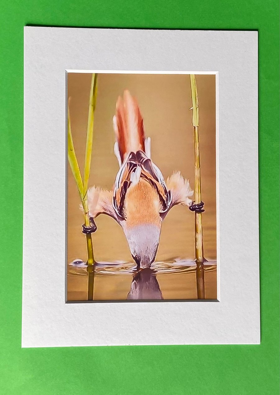 Bearded Reedling Looking for Food  Photograph with White Mount and Backing Board