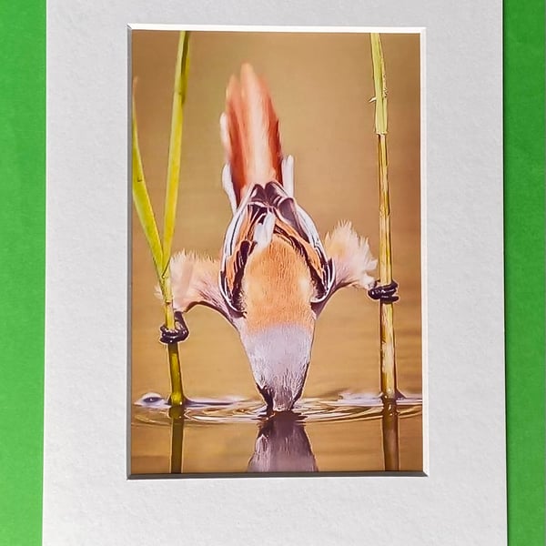 Bearded Reedling Looking for Food  Photograph with White Mount and Backing Board