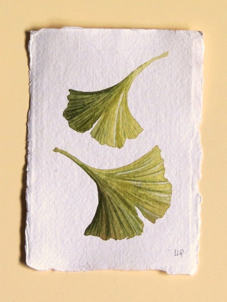 Gingko leaves original watercolour study illustration